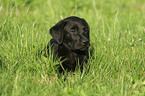 liegender Labrador Retriever Welpe