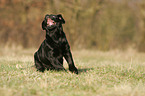 Labrador Retriever Welpe