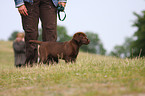 Labrador Retriever Welpe