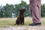 Labrador Retriever Welpe