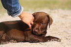 Labrador Retriever Welpe