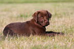 Labrador Retriever Welpe