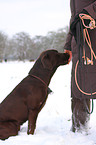 Mensch mit Labrador Retriever