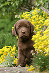 Labrador Retriever Welpe