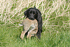 Labrador Retriever apportiert Kaninchen