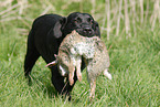 Labrador Retriever apportiert Kaninchen