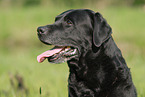 Labrador Retriever Portrait