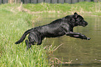 springender Labrador Retriever