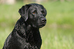 Labrador Retriever Portrait