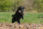 spielender Labrador Retriever