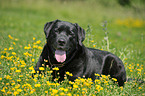 alter, dicker Labrador Retriever