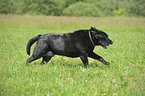 alter, dicker Labrador Retriever