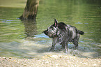 alter, dicker Labrador Retriever