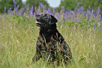 alter, dicker Labrador Retriever