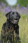 alter, dicker Labrador Retriever