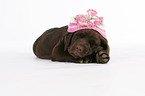 Labrador Retriever Welpe