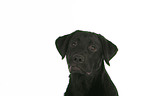 Labrador Retriever Junghund