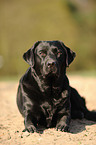 Labrador Retriever