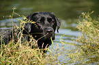 Labrador Retriever Portrait