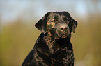 Labrador Retriever Portrait