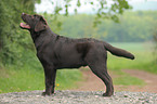 Labrador Retriever