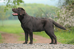 Labrador Retriever