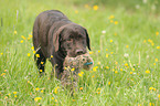 Labrador Retriever bei der Jagd