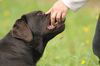 Labrador Retriever wird gefttert