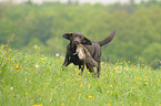 Labrador Retriever bei der Jagd