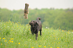 Labrador Retriever bei der Jagd