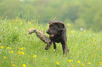 Labrador Retriever bei der Jagd