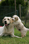 Labrador Retriever und Australian Shepherd