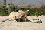 Labrador Retriever und Australian Shepherd