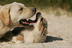 Labrador Retriever und Australian Shepherd