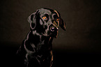 Labrador Retriever Portrait