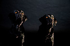 Labrador Retriever Portrait