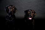 Labrador Retriever Portrait