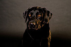 Labrador Retriever Portrait