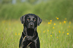 Labrador Retriever Portrait