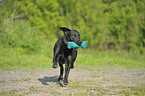 spielender Labrador Retriever