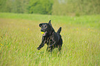 spielender Labrador Retriever