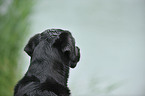 Labrador Retriever Portrait