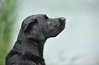 Labrador Retriever Portrait