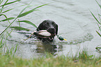 apportierender Labrador Retriever