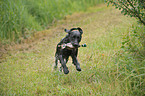 apportierender Labrador Retriever