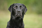 Labrador Retriever Portrait