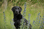 Labrador Retriever Portrait