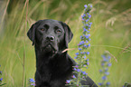 Labrador Retriever Portrait