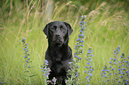 Labrador Retriever Portrait