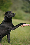 Labrador Retriever gibt Pftchen